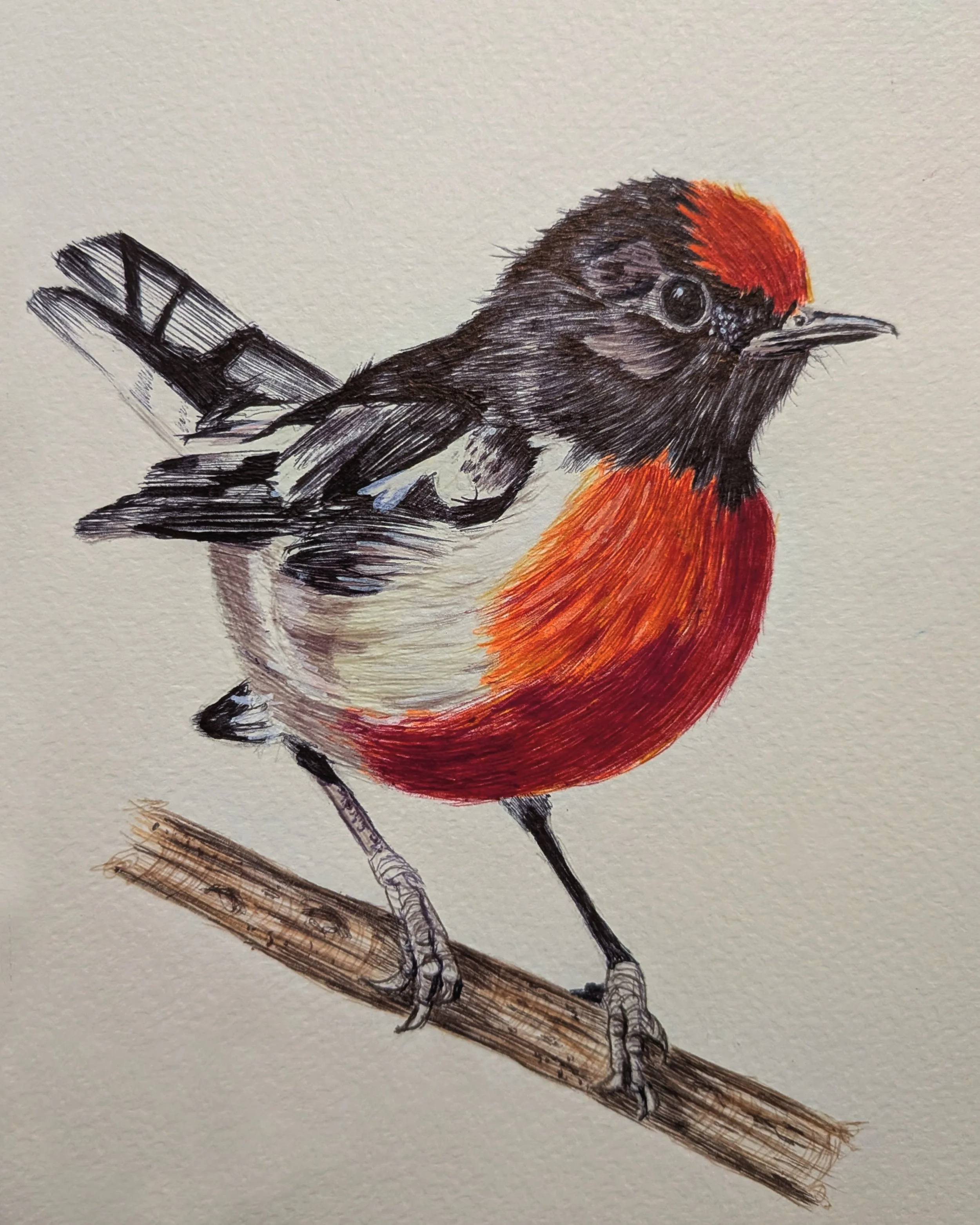 Red Capped Robin
Ball Point pen & Marker
2026