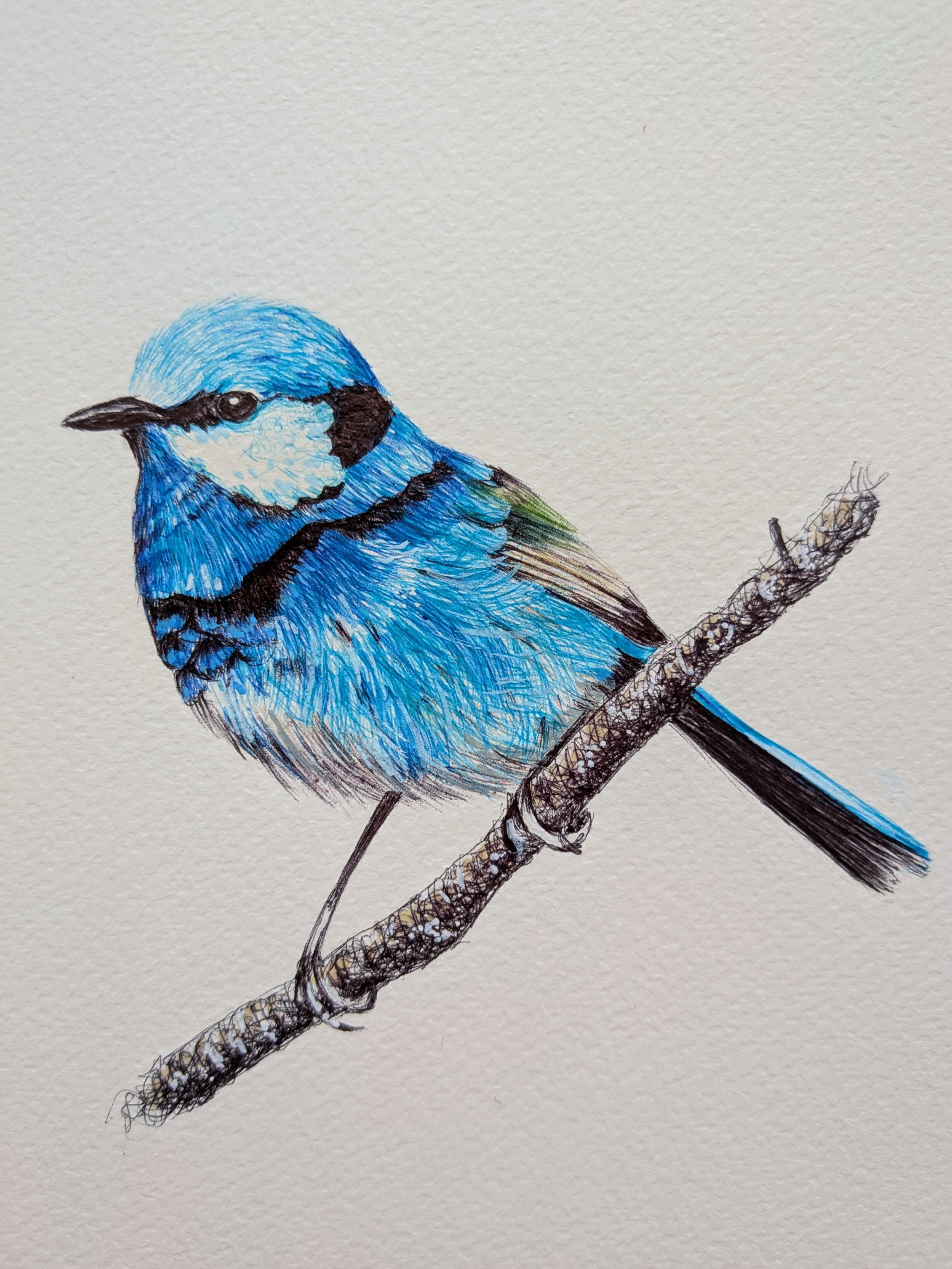 Splendid fairy wren
Ballpoint pen & Marker
2026