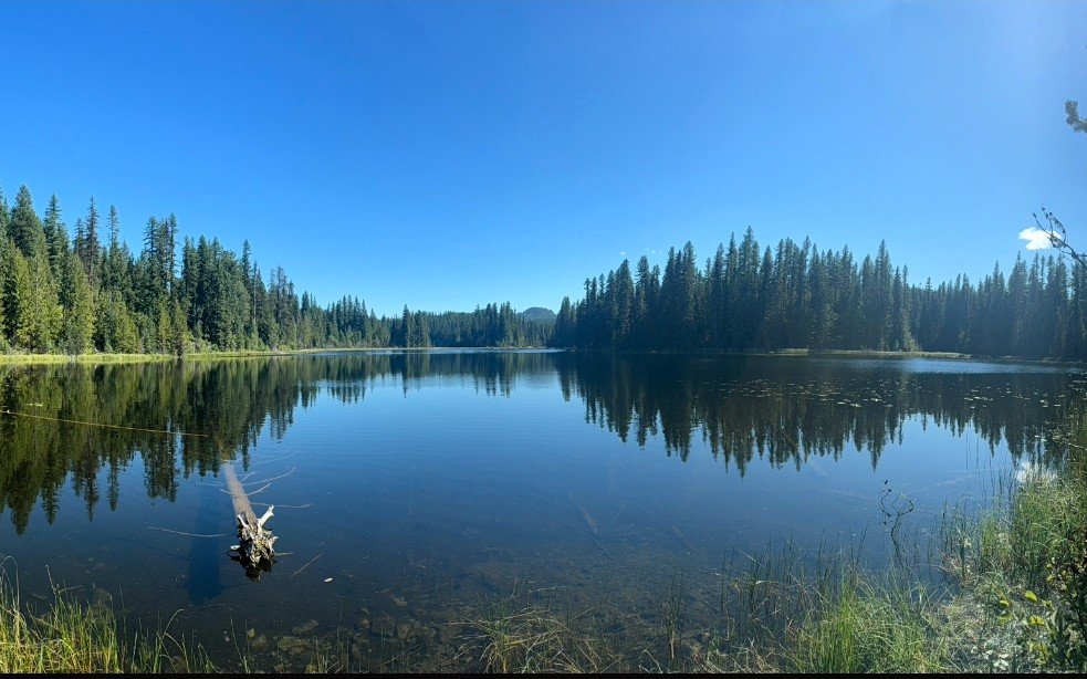 A calm lake surrounded by dense evergreen forests under a clear blue sky.