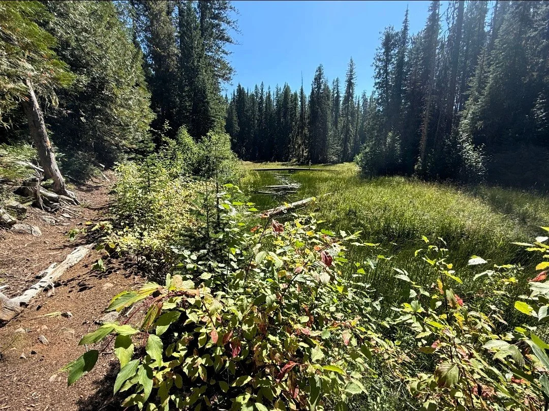 A trail running alongside a small, calm river in a forested area with tall pine trees and green vegetation on a sunny day.