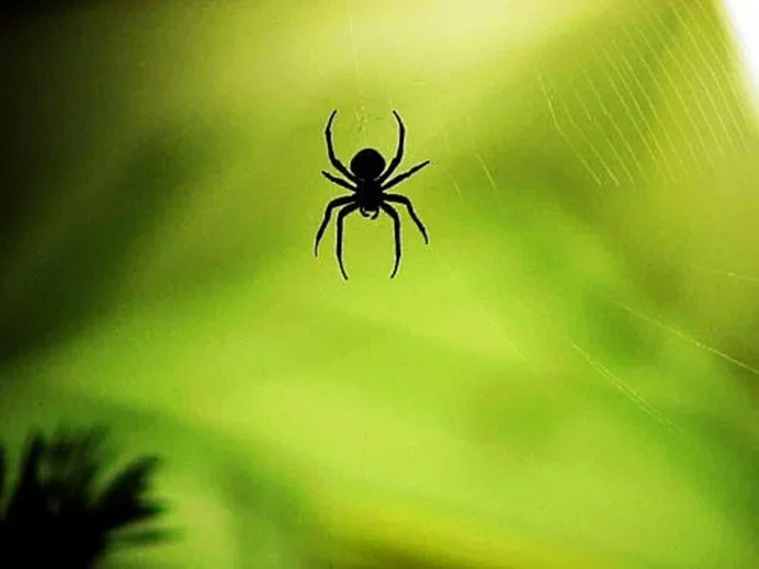 spider1+(2).webp