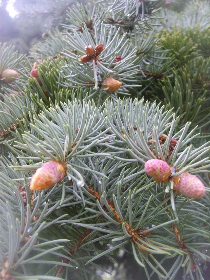 wetpine1.webp