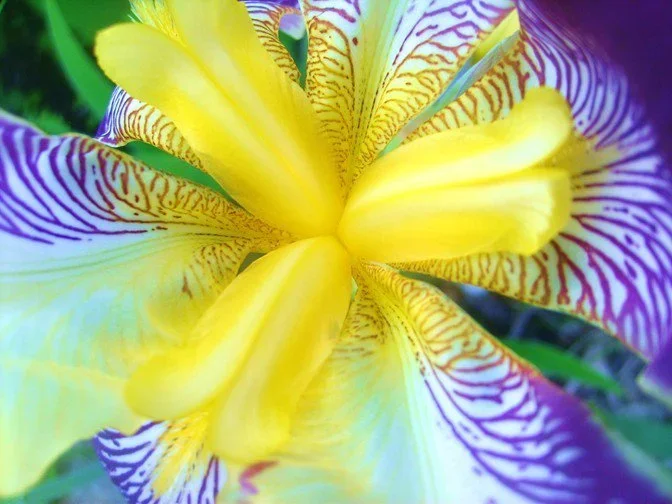 iriswow.webp