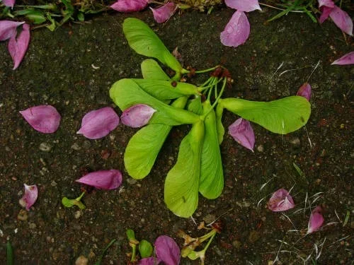 seedsandpetals.webp