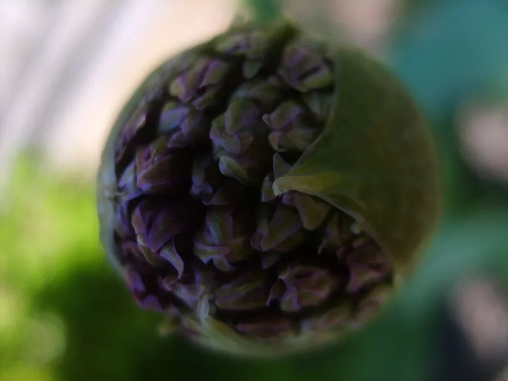 Picture+064+(3).webp