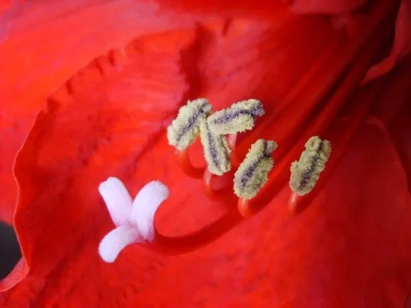 hibstamen.webp