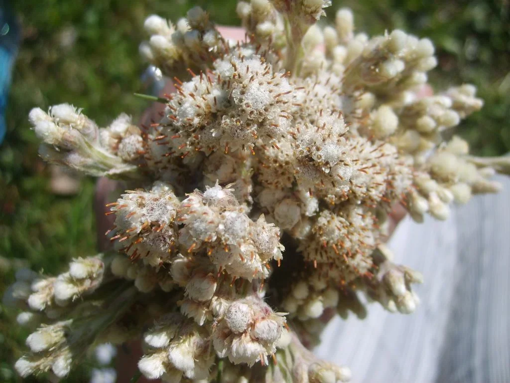 Picture+109.webp
