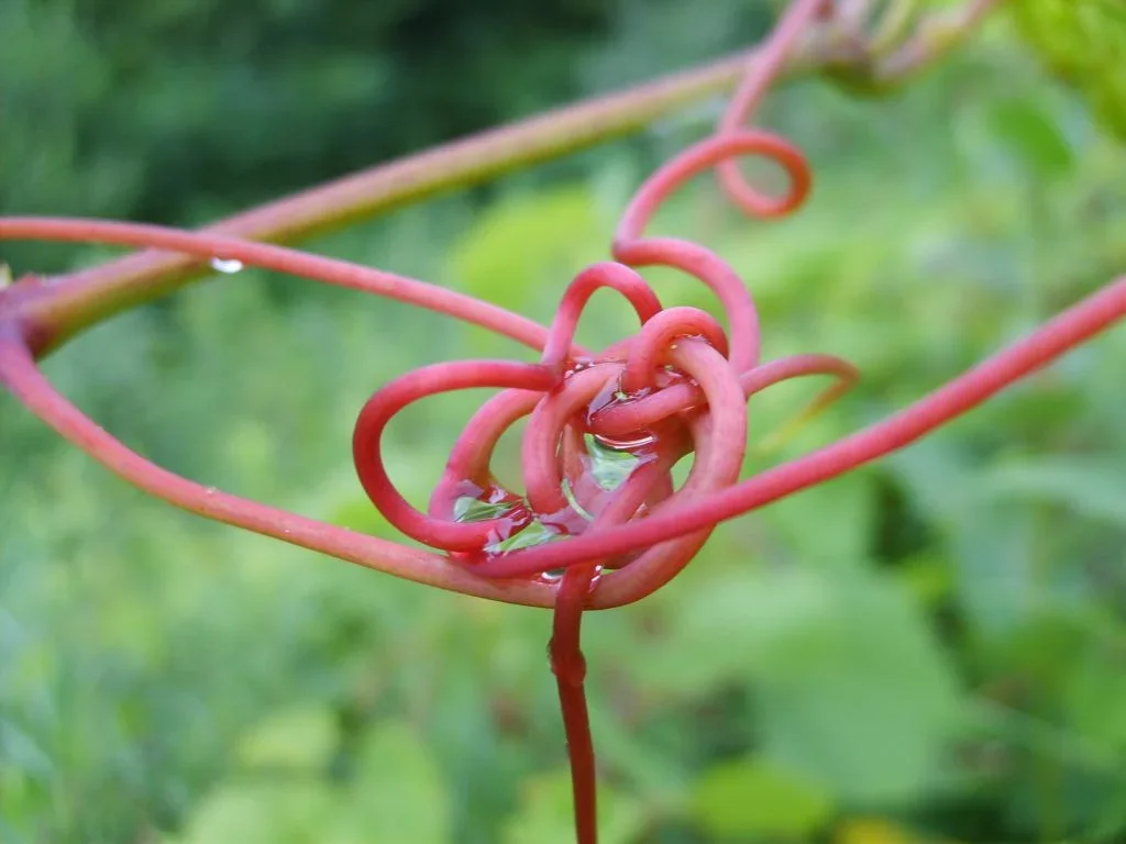Picture+139.webp