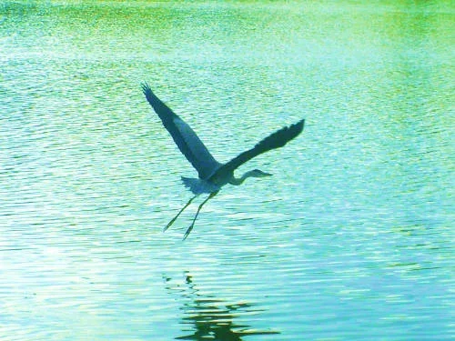 waterbird6.webp