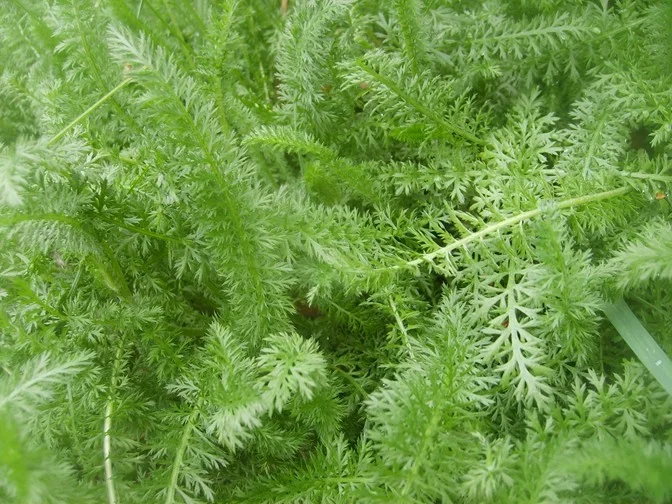 yarrow.webp