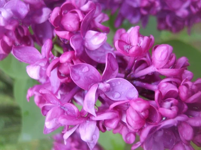 wetlilacs2.webp