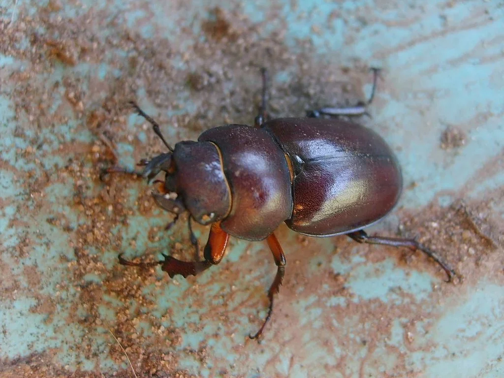 beetle.webp