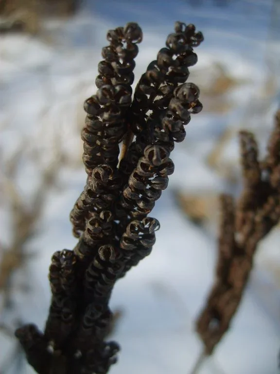 Picture+068.webp