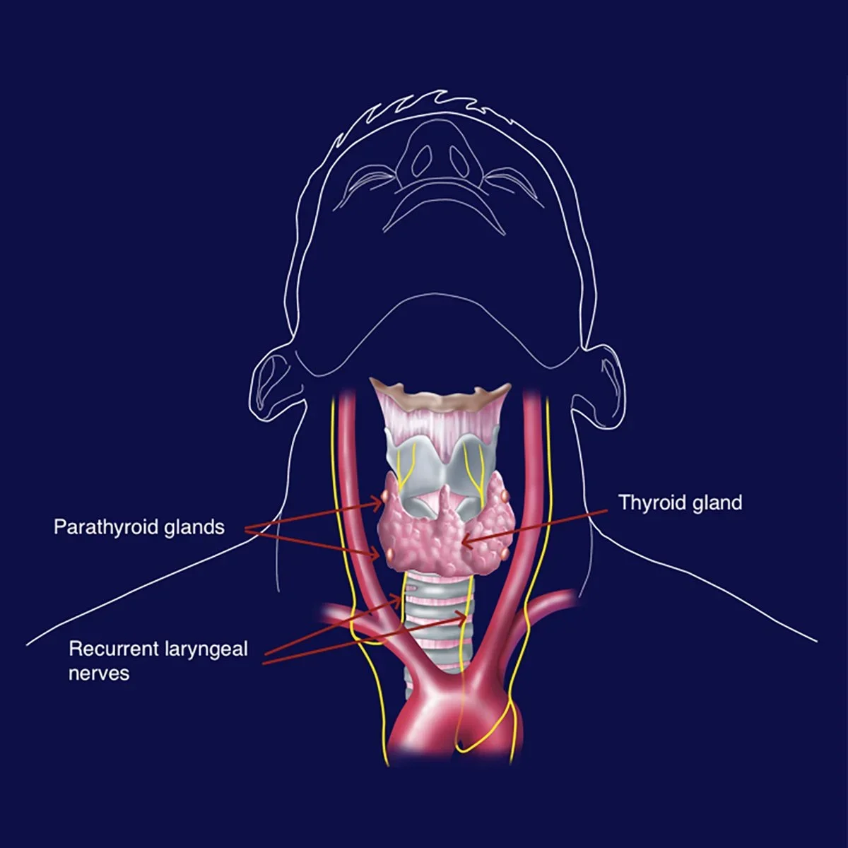 What Are the Parathyroid Glands?