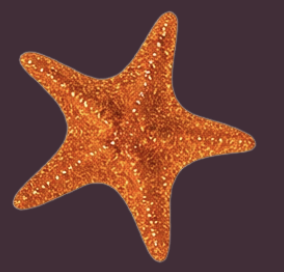 Orange starfish with textured surface on dark background