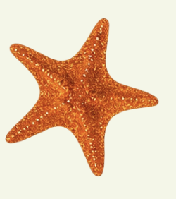 Orange starfish with textured surface on a light background.
