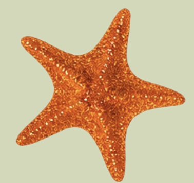 Orange starfish with rough texture on light green background.