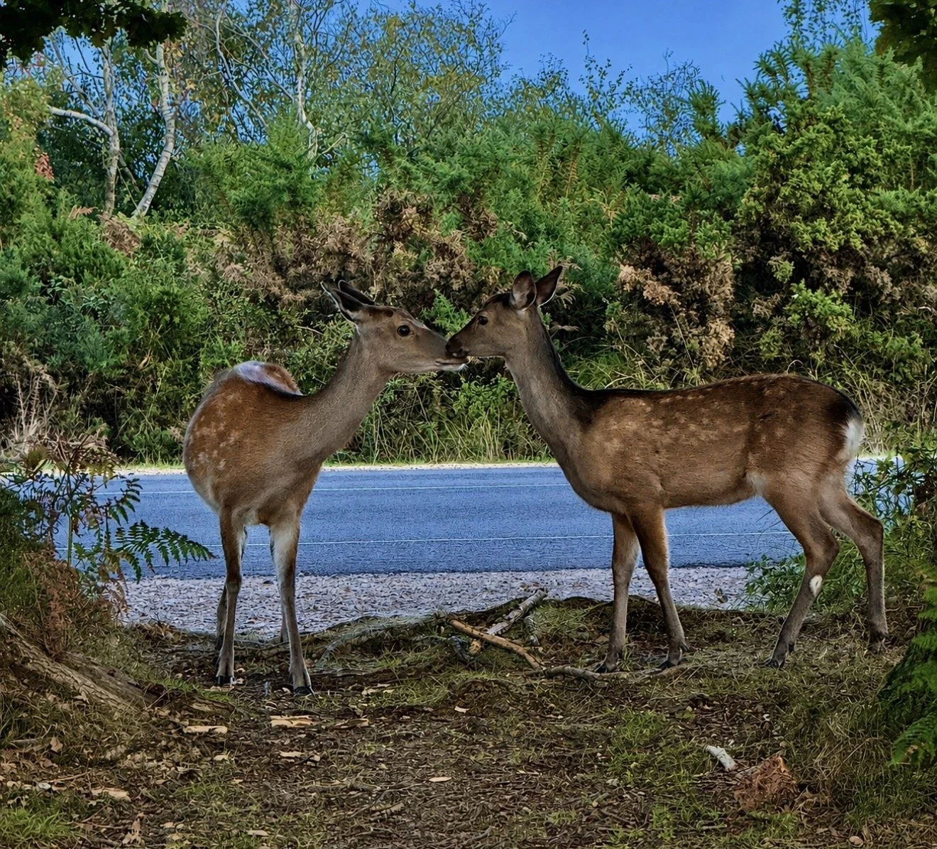 IMG_7512.jpeg