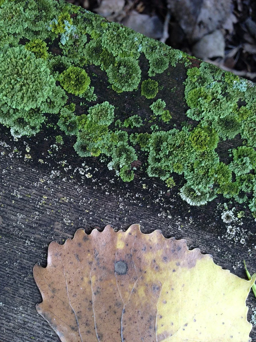 Autumn Moss