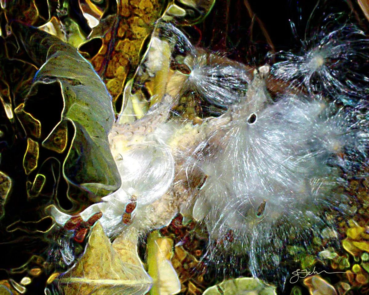 Milkweed