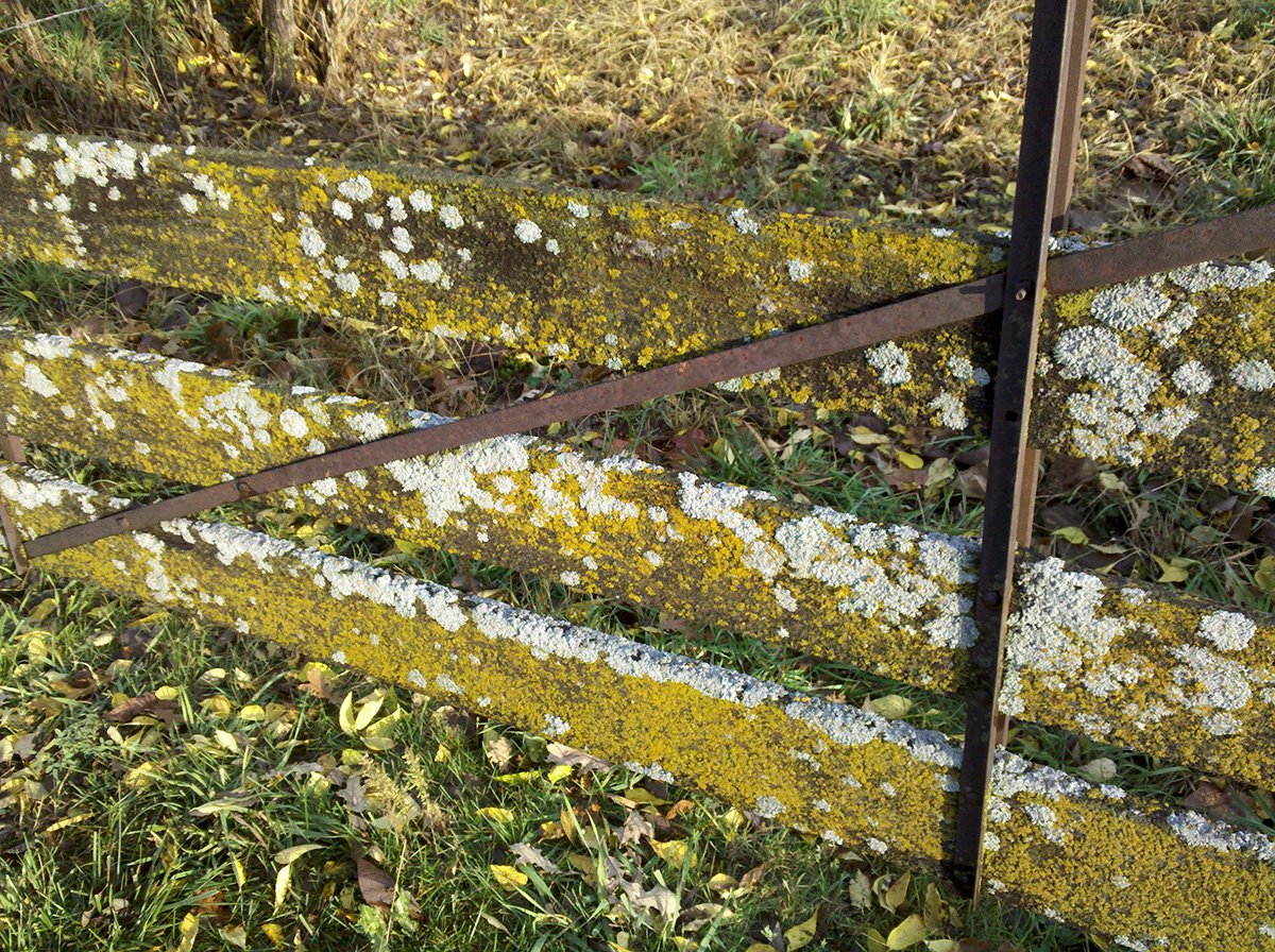 Aging Fence