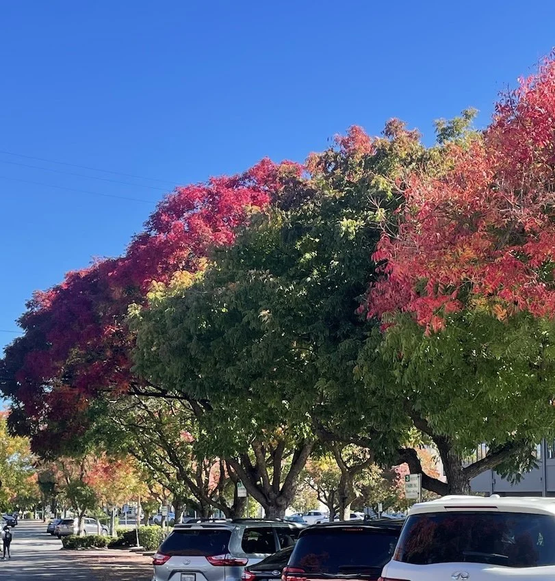 A parking lot with several parked cars under trees with vibrant red and green foliage, and a clear blue sky overhead.