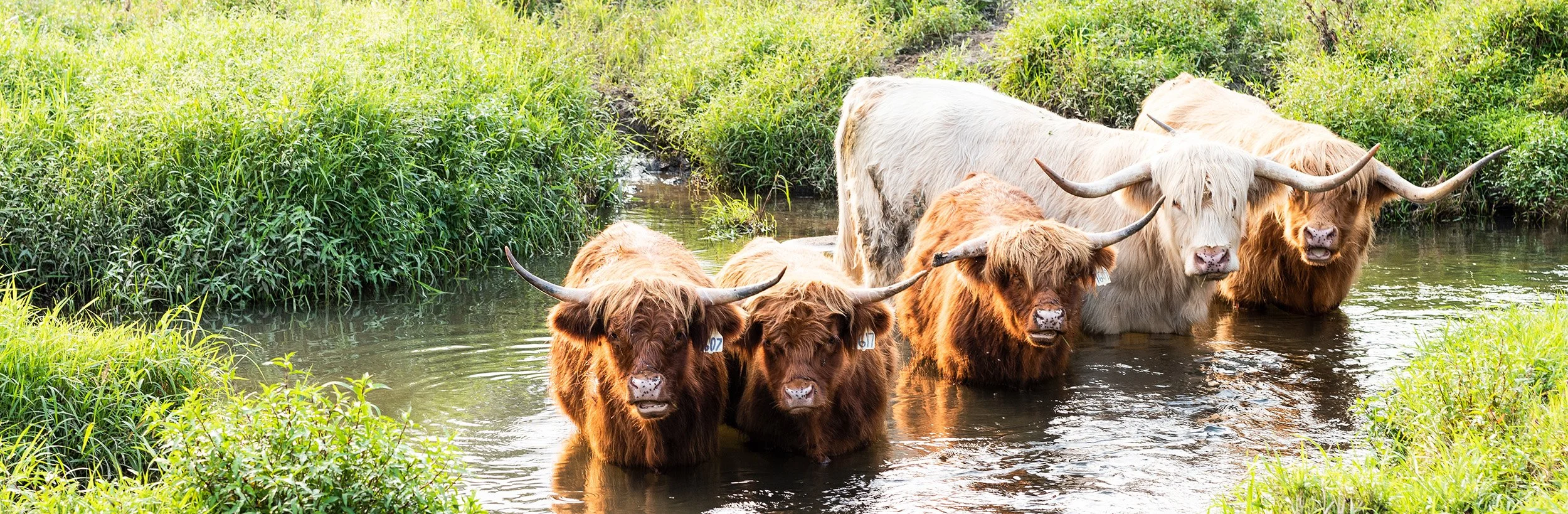 Mooo.wss.jpg
