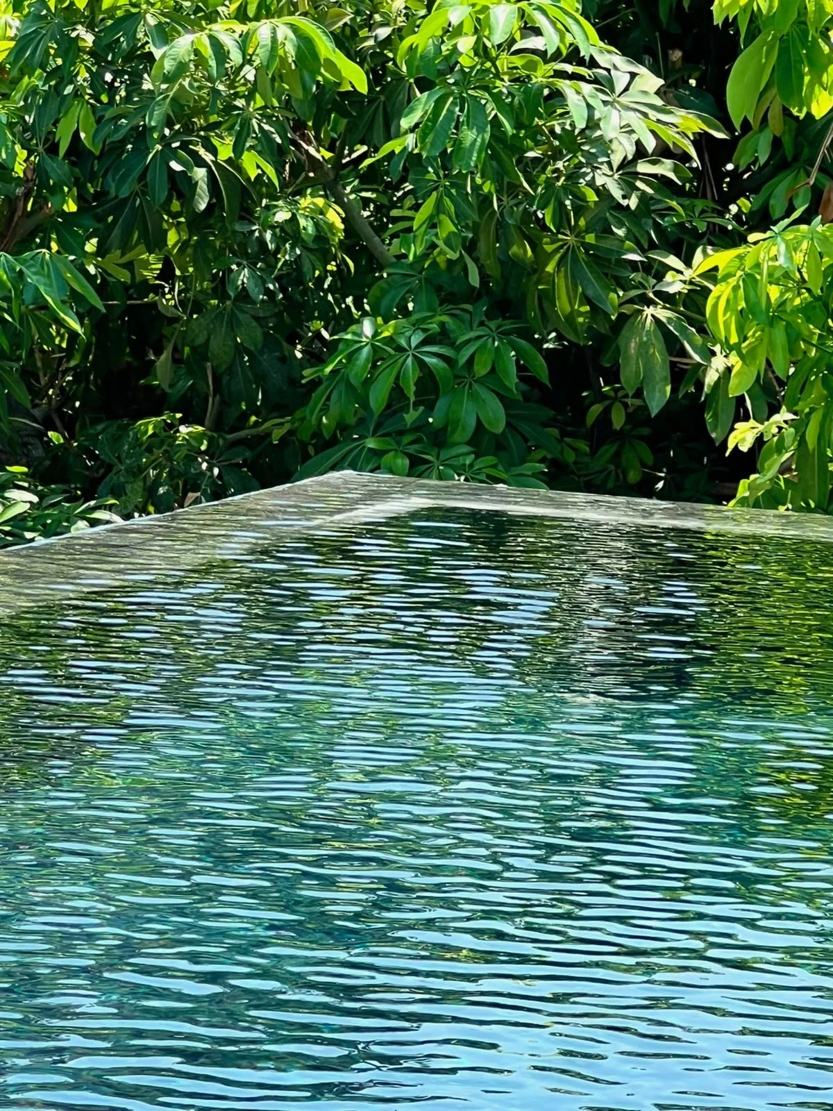 A body of water with ripples, surrounded by lush green foliage and trees in the background.
