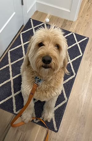 Dog-Friendly Neighborhoods in Tulsa: Best Places to Walk Your Dog (2026 Guide)