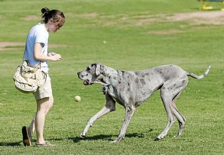 Biscuit Acres offers two separate fenced areas — one for large dogs, one for small dogs — with covered seating so owners can relax while pups dig in the mounds. No children allowed in the dog park area. Dogs must be vaccinated and spayed or neutered.