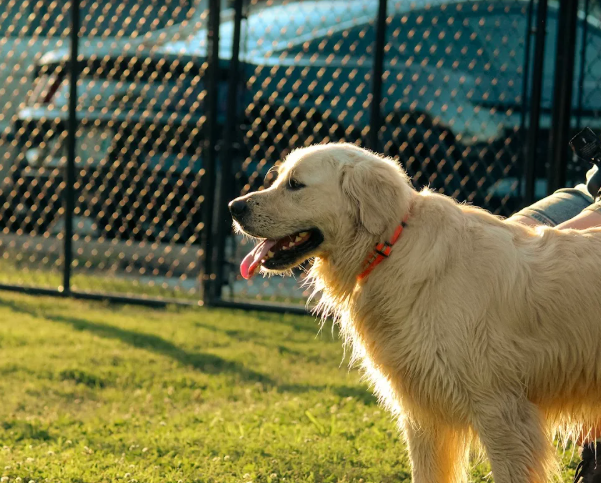 Tulsa's only outdoor bar and dog park, offering a full bar, coffee shop, pet store, and off-leash dog park all in one spot. First visit requires animal vaccine records — DHPP, rabies, and Bordetella. Day passes are $10 for dogs. A dog wash station is