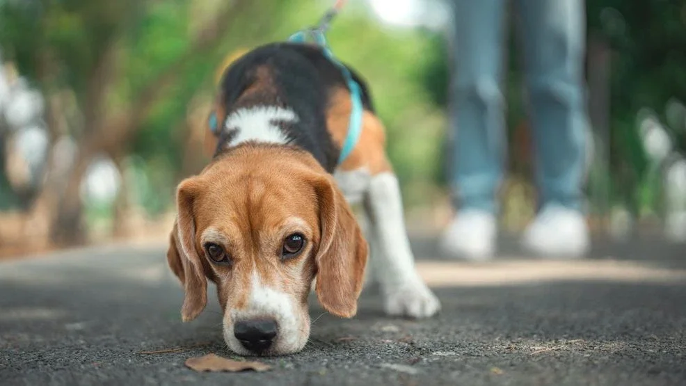 Dogs are welcome every Wednesday, Saturday, and Sunday on main pathways throughout the park. Leashed dogs can access the Tuckabache Trail (formerly Midland Valley) and the riverfront trails every day. No pets in park buildings or on play equipment. K