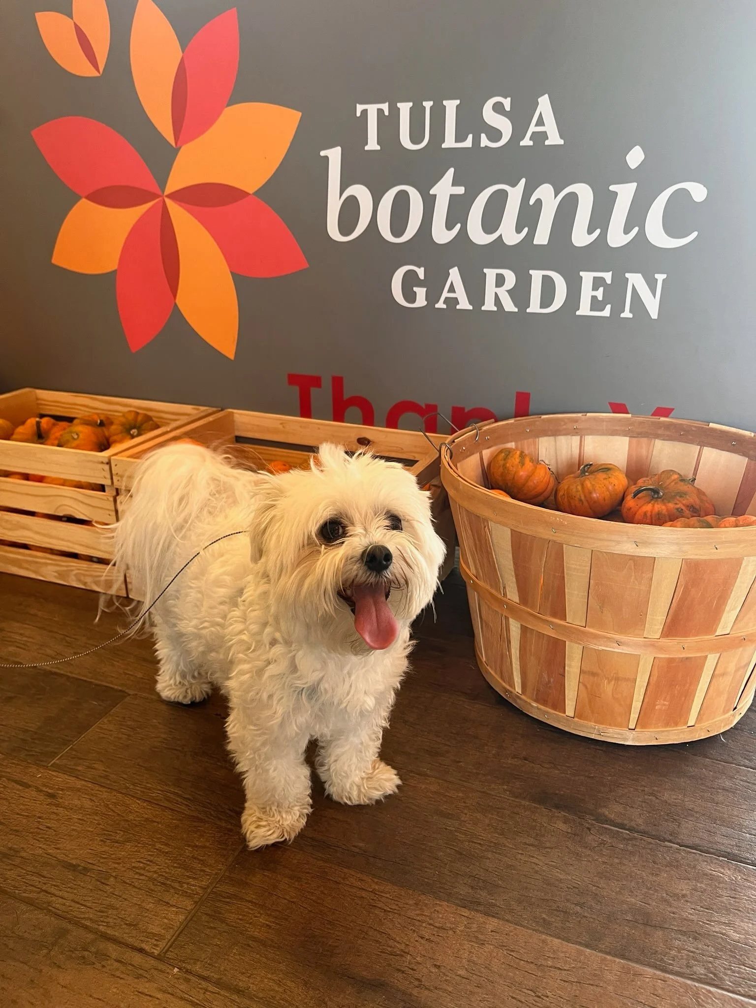Leashed dogs are welcome on the grounds. A beautiful spot for a slow walk through gardens and open green space with your pup. Check the website for current hours and any seasonal restrictions before visiting.