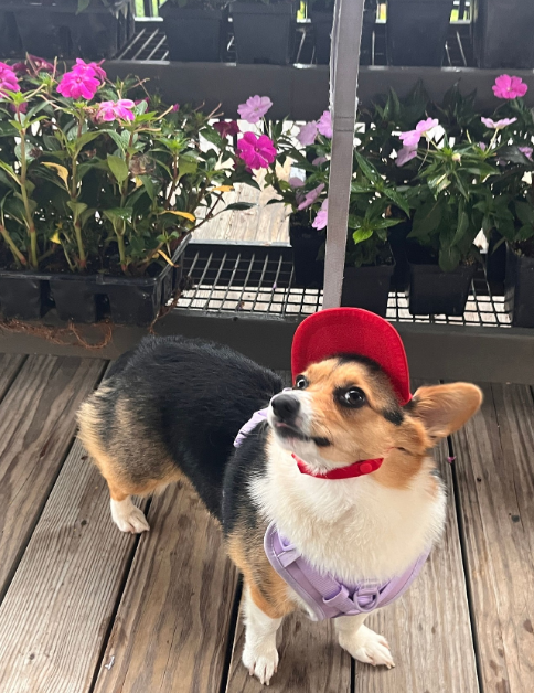 Dogs are welcome inside the taproom and on the patio. No food served, but you can bring your own or order from visiting food trucks.