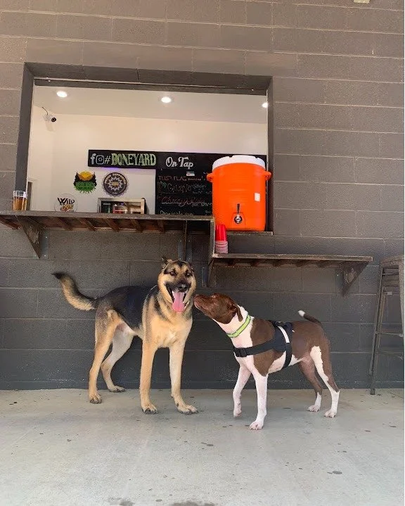 Dog-friendly patio. One of Tulsa's go-to spots for craft beer with your pup. Consistently recognized as one of the best dog-friendly breweries in Tulsa.