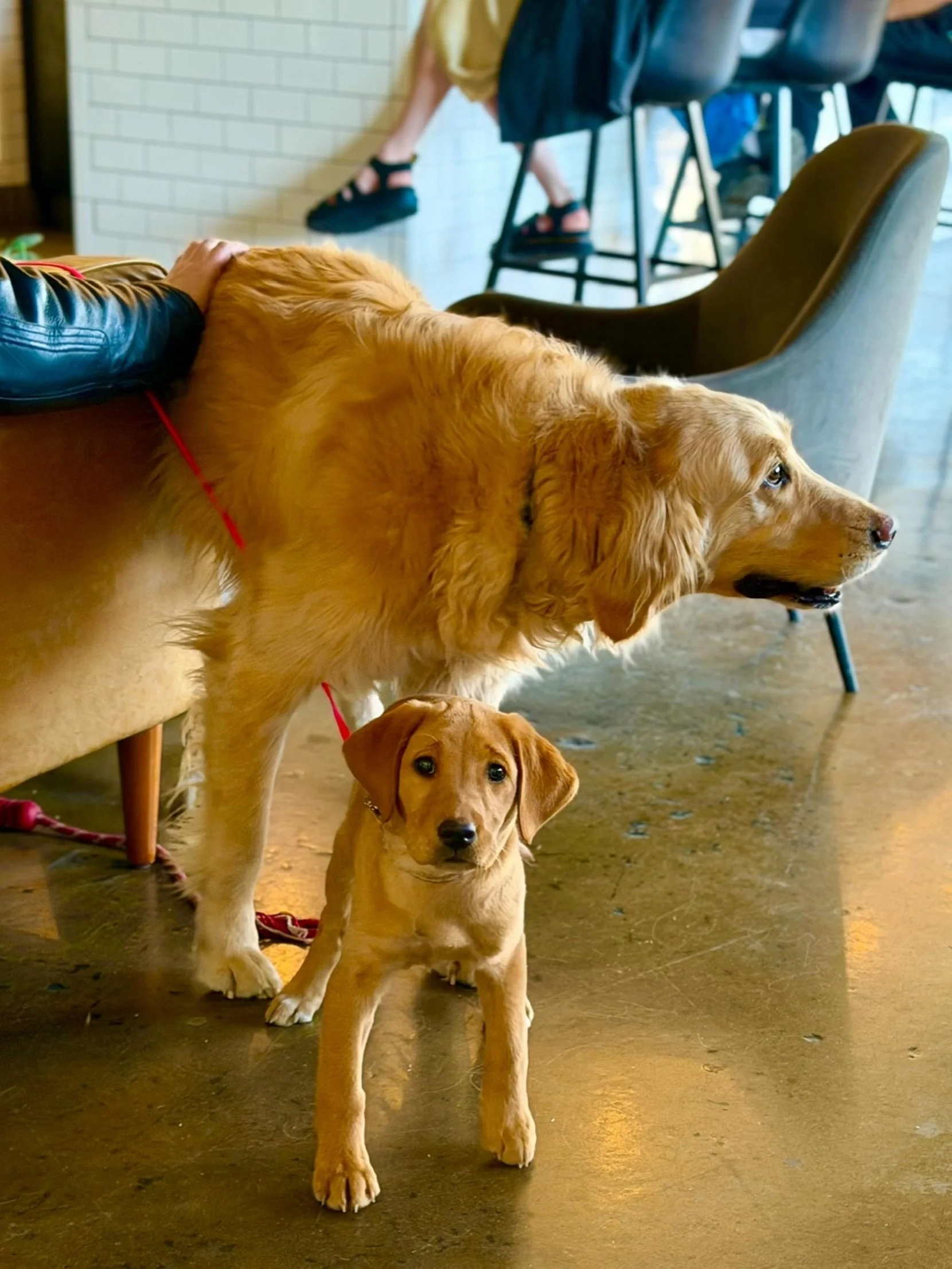 Dog-friendly patio in the heart of the Brady Arts District. A top-rated dog-friendly brewery in Tulsa per Yelp reviewers.