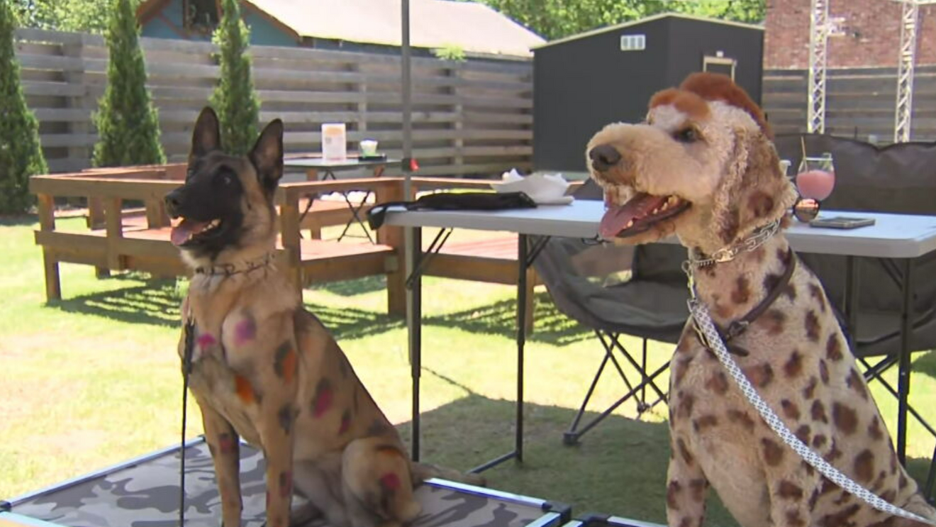 Dog-friendly backyard patio. One of Tulsa's most relaxed spots to post up with your dog on a warm evening.