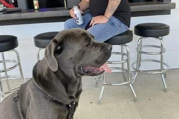 Dog-friendly patio in South Tulsa. A neighborhood favorite on the Tulsa dog-friendly patio circuit.  Tulsaperson  Category 4: Dog-Friendly Restaurants & Patios in Tulsa Polo Grill 📍 2038 Utica Square, Tulsa  Dog-friendly patio at one of Tulsa's most