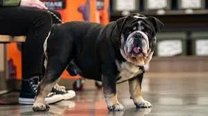 Well-behaved, leashed dogs are welcome inside Scheels at Woodland Hills Mall. The store includes a pet section with treats, toys, and accessories. 