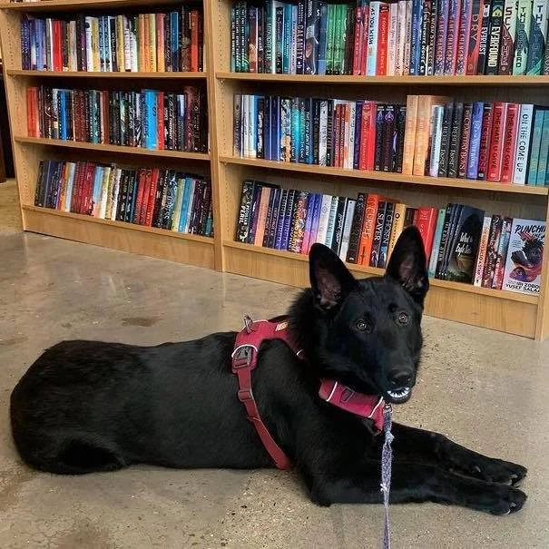 An independent, pet-friendly bookstore in downtown Tulsa where leashed pups are welcome to browse the shelves with you.
