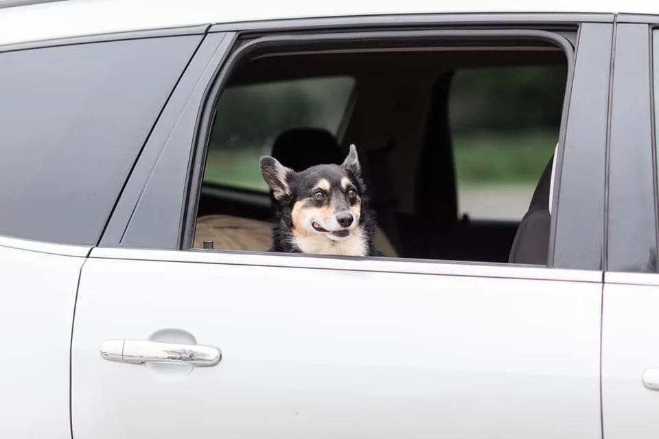 Oklahoma's largest twin-screen drive-in, with capacity for over 1,500 cars and the nostalgic feel of an old-fashioned outdoor theater. Leashed pets are welcome to enjoy the movie with you. Grab some popcorn, tune your radio, and settle in.