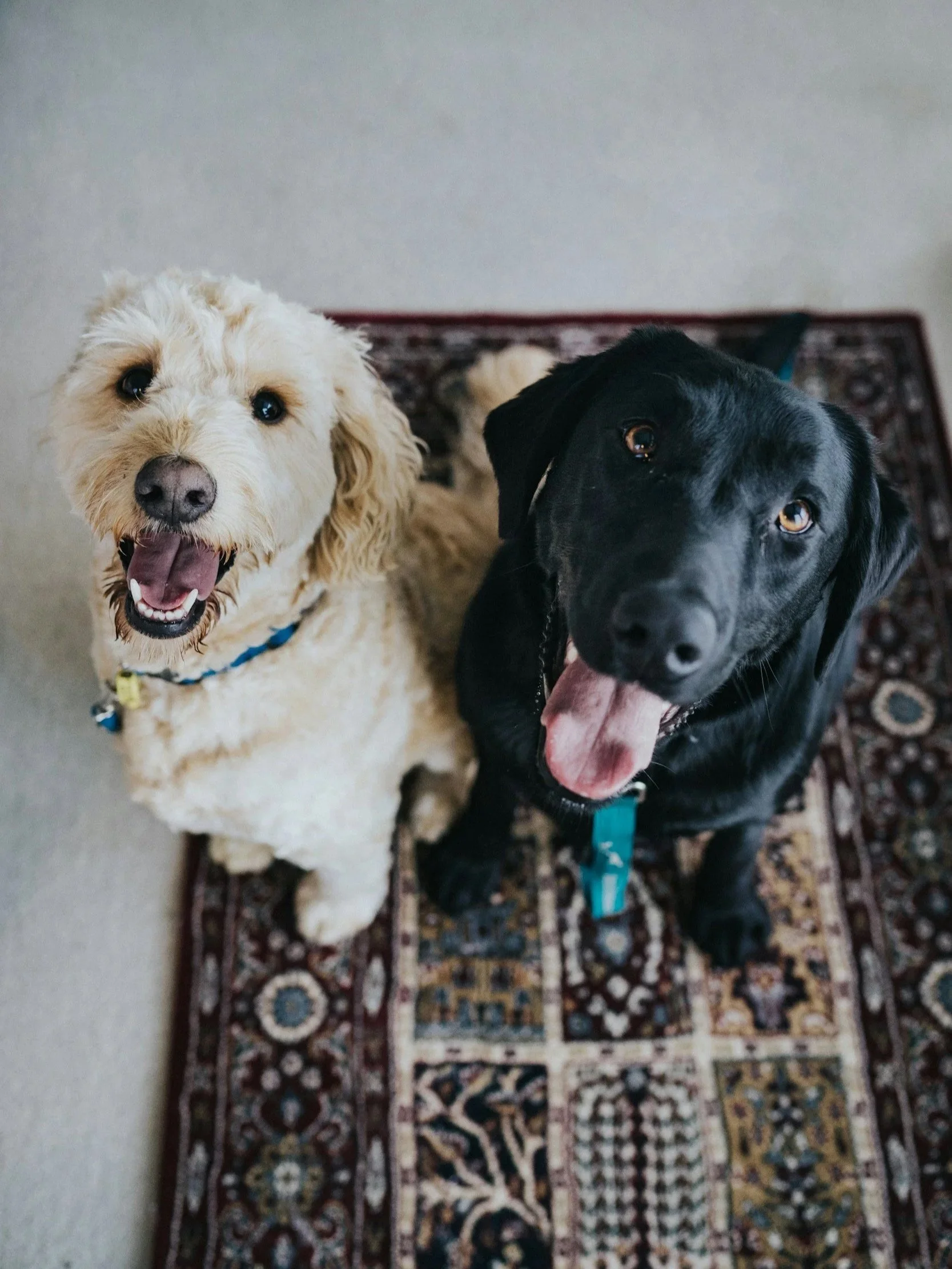 Two happy dogs receiving professional pet care during dog watching from The Woof Pack in Tulsa, Oklahoma.