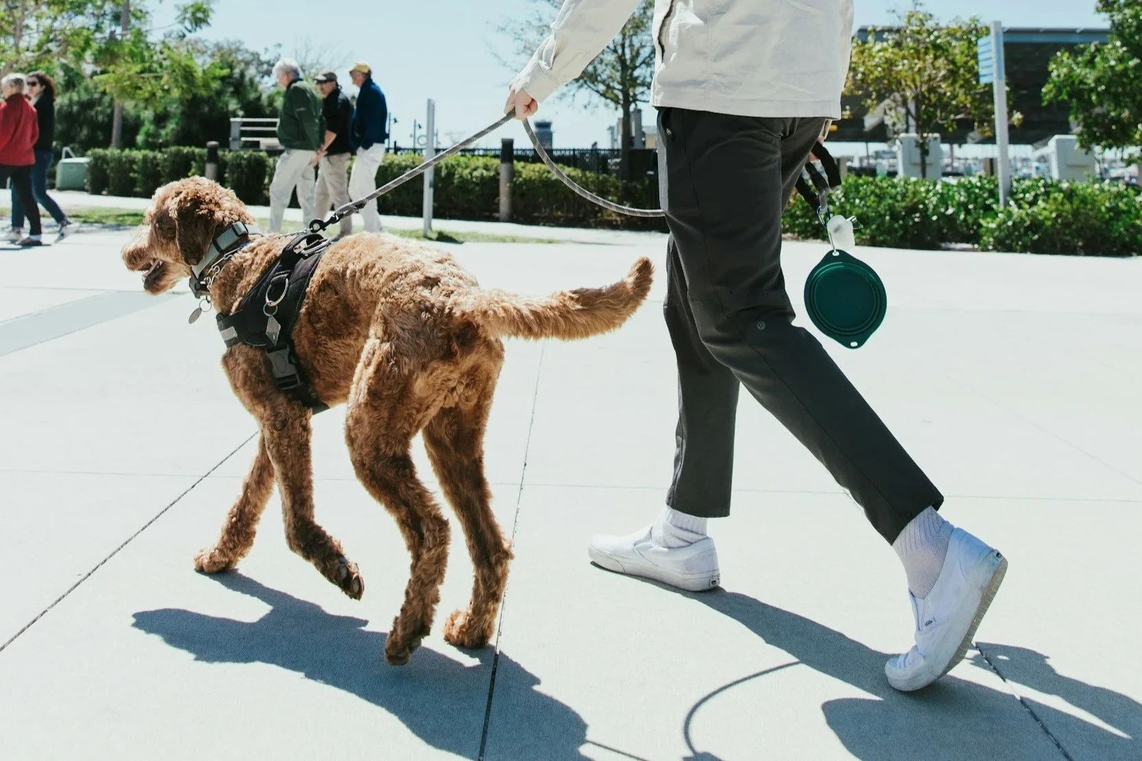 Person walking a large brown dog on a leash outdoors on a sunny day. Miles, The Woof Pack dog walker providing professional dog walking in Midtown Tulsa.