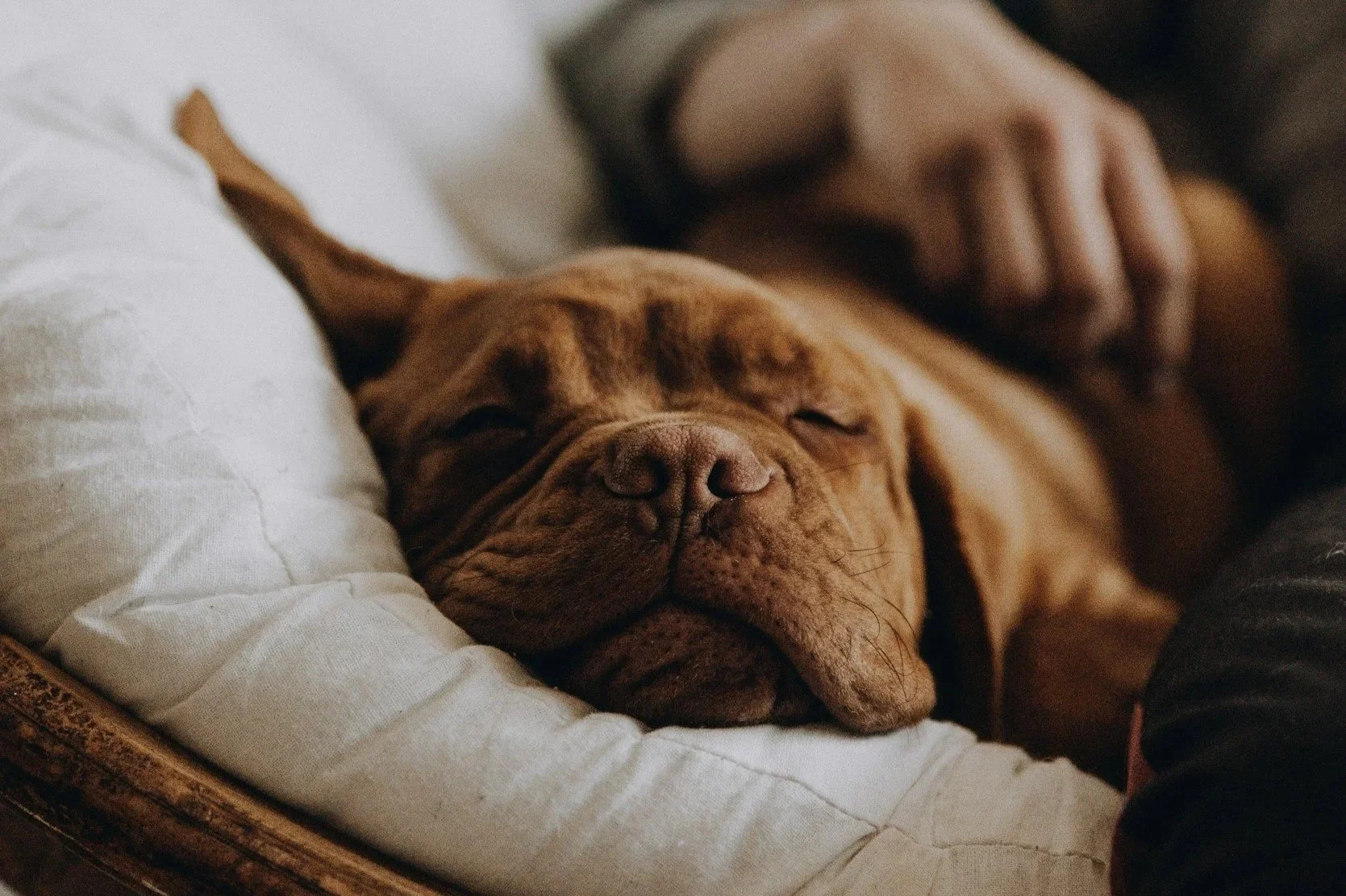 A brown dog with its eyes closed, sleeping. In-home pet sitting for dogs and cats from The Woof Pack in Tulsa, Oklahoma.