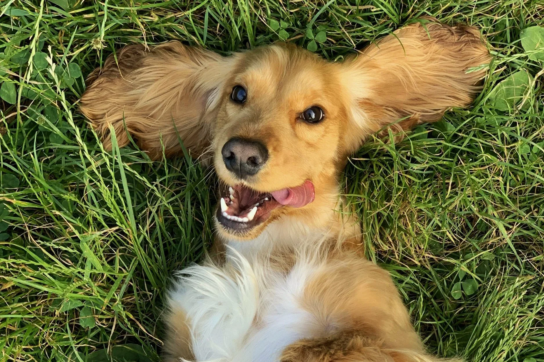 Golden retriever puppy lying on its back in grass with its mouth open and tongue out, surrounded by green plants and leaves. Happy dog playing during a pet sitting visit with The Woof Pack in Tulsa.