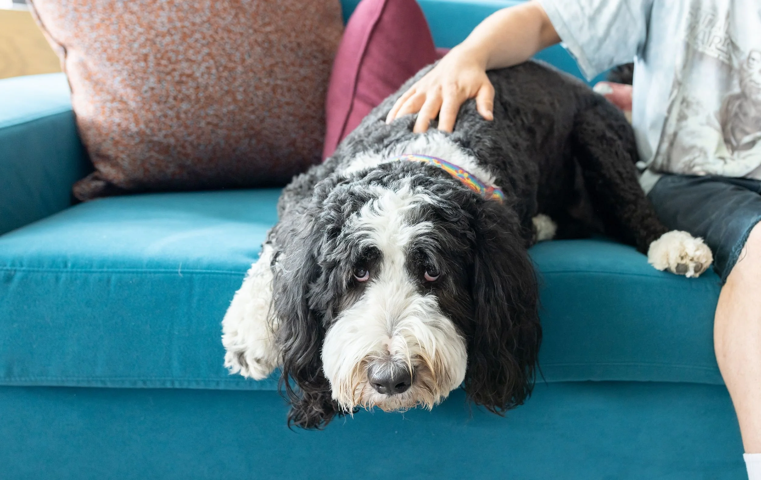 A black and white dog with curly fur lying on a teal couch, facing the camera, with a person petting its back. Pet pop-in visit with miles in Downtown Tulsa, midtown tulsa, south tulsa.