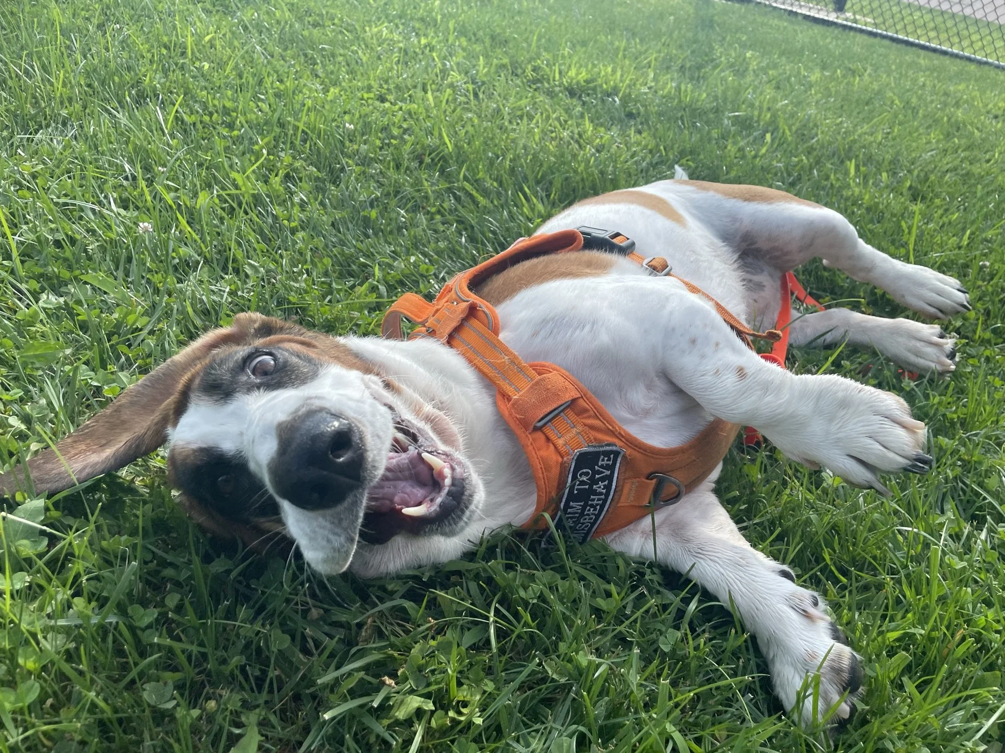 Why We Might Discontinue Searching For Your Pet