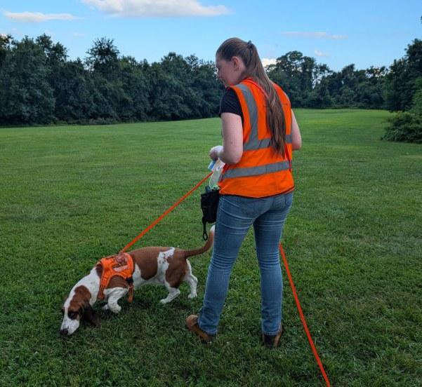 How Wind Affects A Trailing Dog