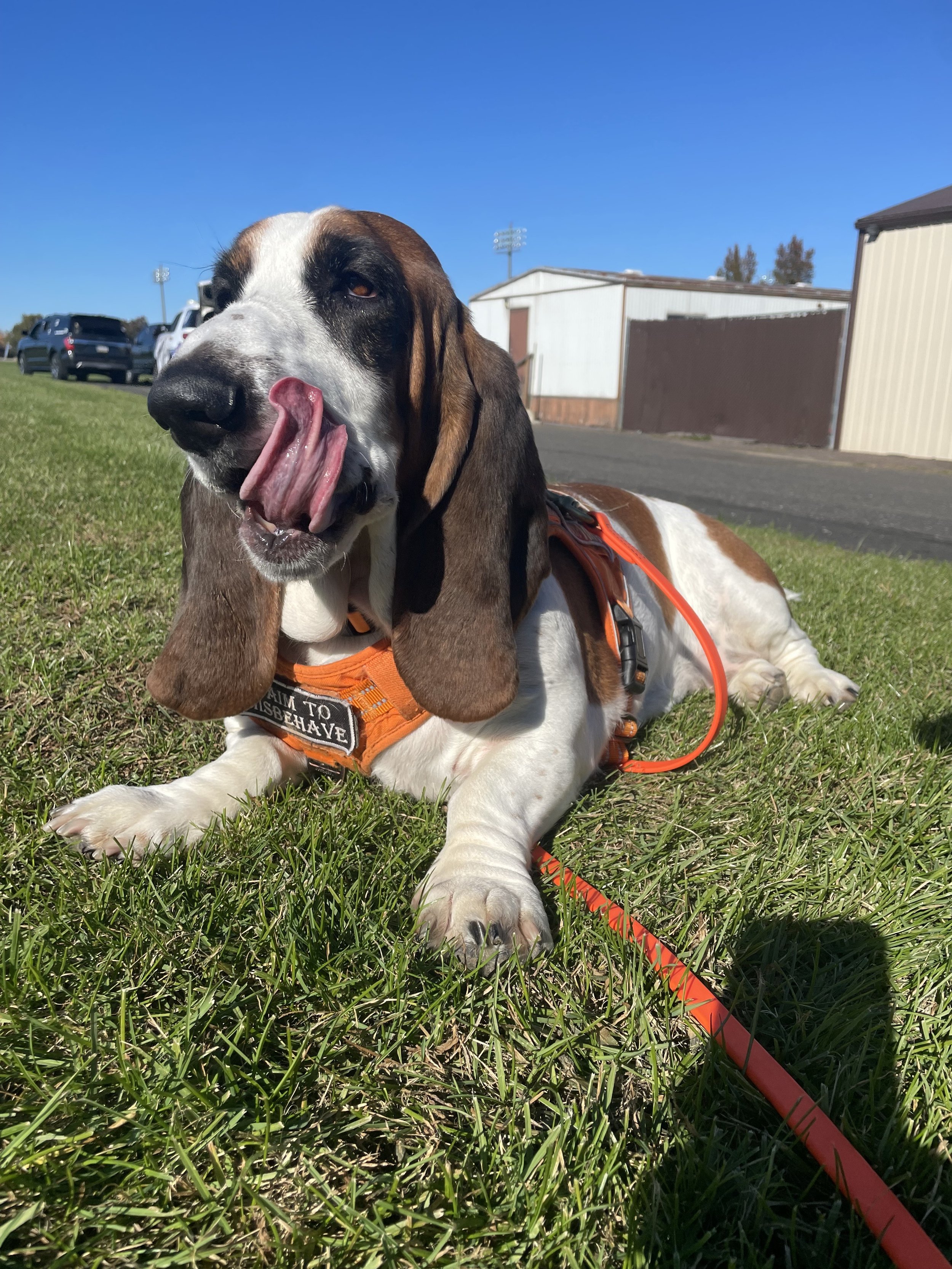 Trailing dogs VS Tracking Dogs When Finding Missing Pets