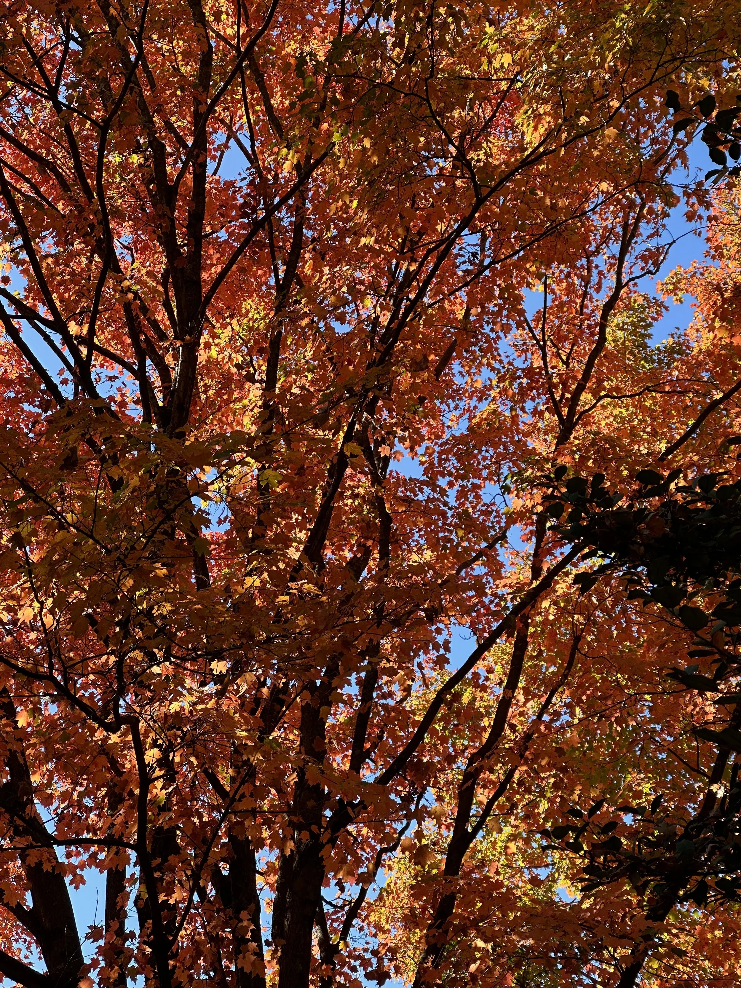 IMG_7198_Original.jpeg